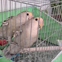 دوعد طوطی