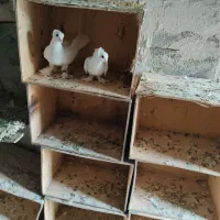 کبوتر لانه کبوتر