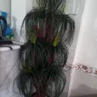 درخت کاخ