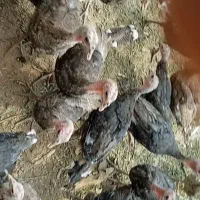 بوقلمون