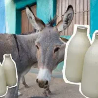 شیر الاغ