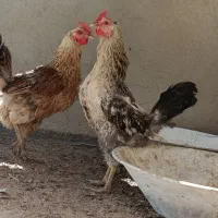 مرغ تخمگذار