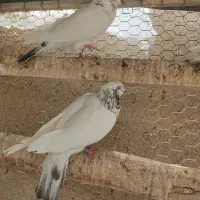 فقط معاوضه با جوجه کفتر