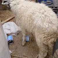 مسیر حمیدیه یپچ سید یابر