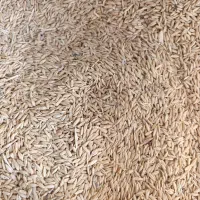 جو بهاره دیمی تمیز برای بذری