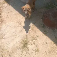 سگ سرابی گمشده