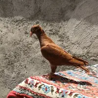کفتر سرخ کاکلی کرمونی