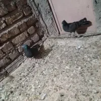 چند جفت ملقی وگوک عالی