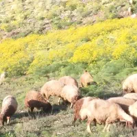 حیوان|حیوانات مزرعه|پاوه, |دیوار