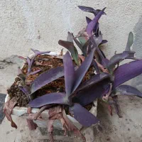 گل وگلدان