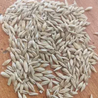 جو درجه یک در سنقر