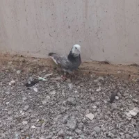 کبوتر|پرنده|خوی, |دیوار