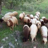 بره سفید