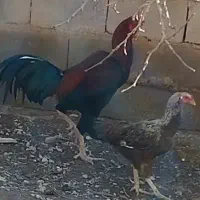 خروس لاری