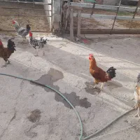 فروش چند خروس محلی درجه ۱