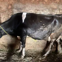 گاو هولشتاین