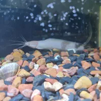 ماهی کت آفریقایی