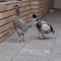 نیمچه مرغ و خروس