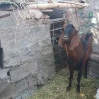 کره نر دوسال