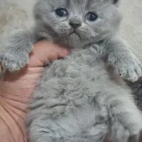 بریتتیش بلوو کیفیت بالا