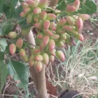 پیوند درخت پسته