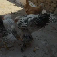 مرغ برهما