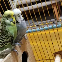 مرغ عشق انگلیسی گرید a