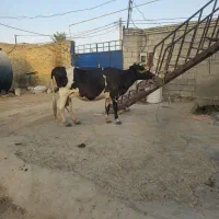 یک گاویاگوساله یاگاومیش آبستن