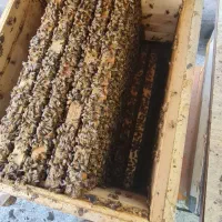 فروش زنبور عسل