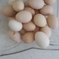تخم مرغ نطفه دار ۱۰۰/ مرندی  و  جوجه مرندی