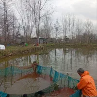 ماهی قرمز شوشتر ، تنگ ، جام ،هفت سین ، پمپ اکسیژن