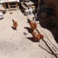 خروس و مرغ محلی