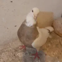 کفتر طوقی آجری نر مست