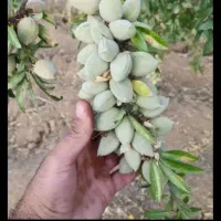 دیمی آبیاری صفر