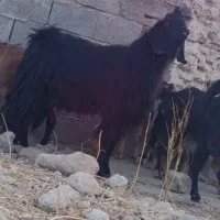 پازن دو‌بور بزنر