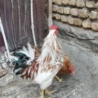 یک عدد خروس محلی سالم