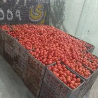 گوجه فرنگی