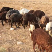 میش وبره