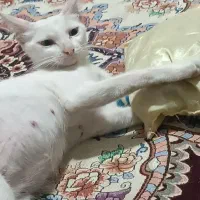 فروش گربه چشم رنگی