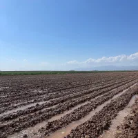 نیازمند ابگیر برای چغندر و سبز برگ به صورت دائم