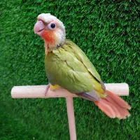 خرید و فروش انواع گرینچیک سرلاکی