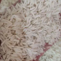 برنج شیرودی