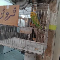 مرغعشق...|پرنده|فومن, |دیوار