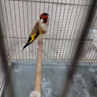 سهره نشوندار ...