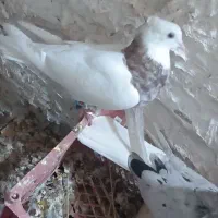 طوقی