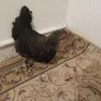 مرغ سیاه جوان