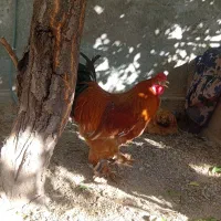 مرغ و خروس برهما