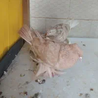 یک جفت کفتر به ضمانت