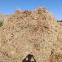 علف|لوازم جانبی حیوانات|زنجان, |دیوار