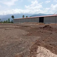 کود مرغی تخم گذار